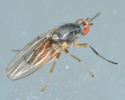 Réf. 295 381 : Tephrochlamys tarsalis
